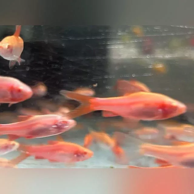 long-fin-albino-cherry-barb Long Fin Albino Cherry Barb