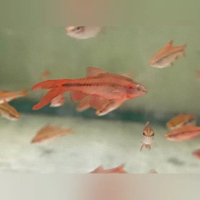 long-fin-cherry-barb Long Fin Cherry Barb