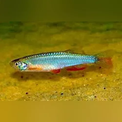 long-fin-pearl-danio Long Fin Pearl Danio