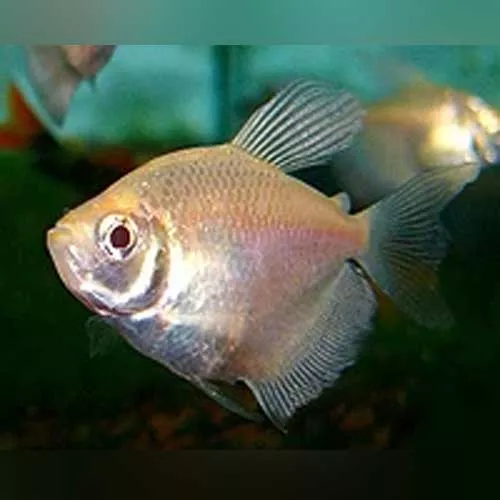 long-fin-white-skirt-tetra Long Fin White Skirt Tetra