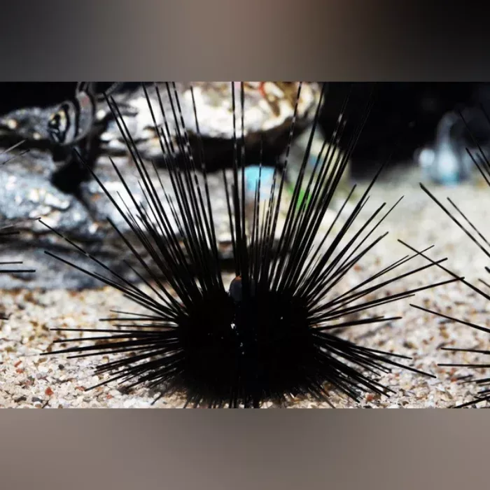 long-spine-urchin Long Spine Urchin