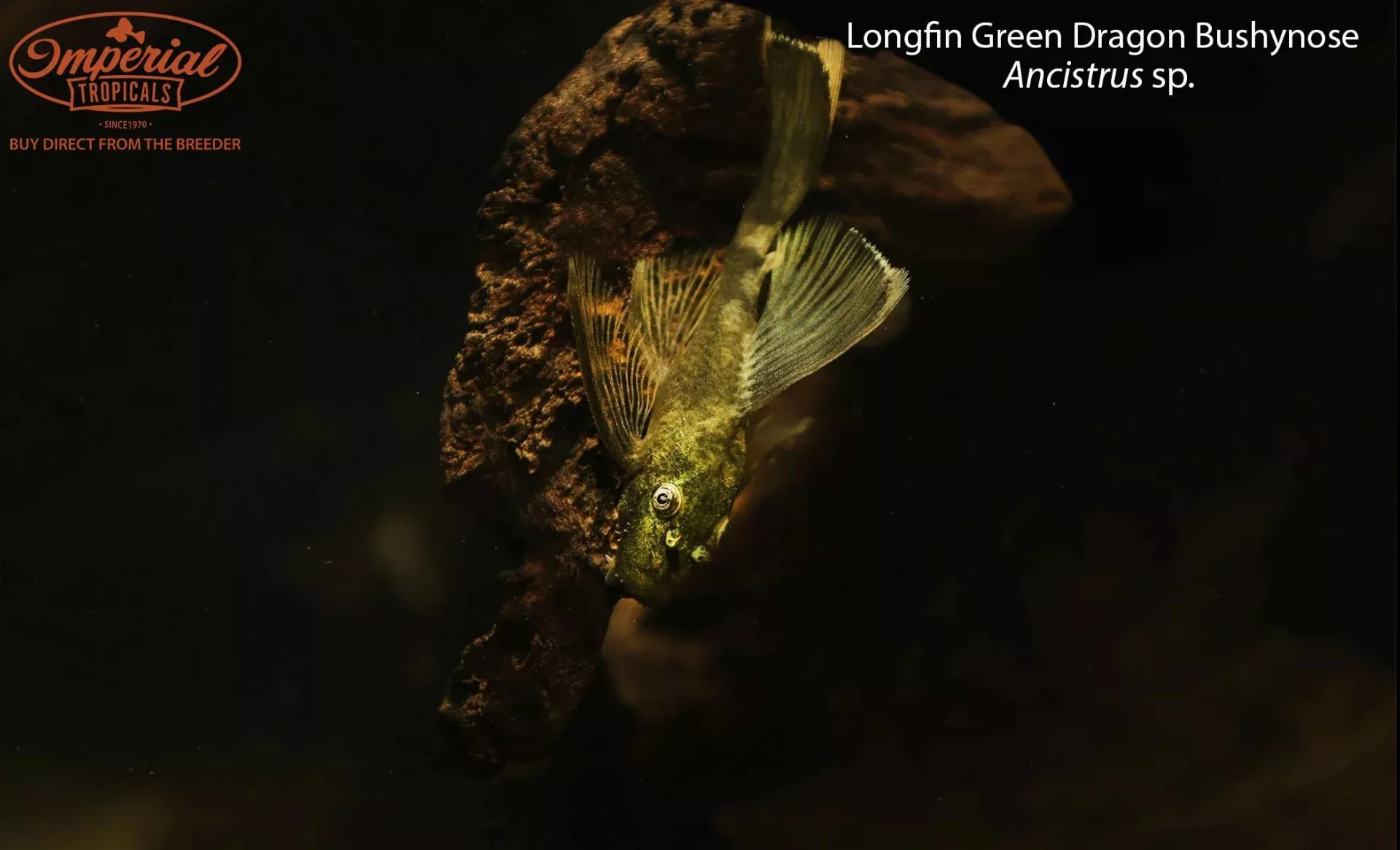 longfin-green-dragon-bushynose Longfin Green Dragon Bushynose