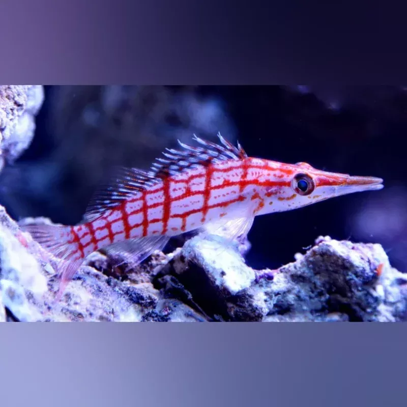 longnose-hawkfish Longnose Hawkfish