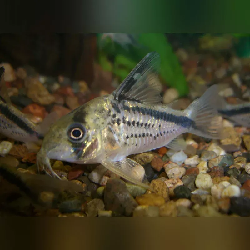 loxozonus-cory Loxozonus Cory