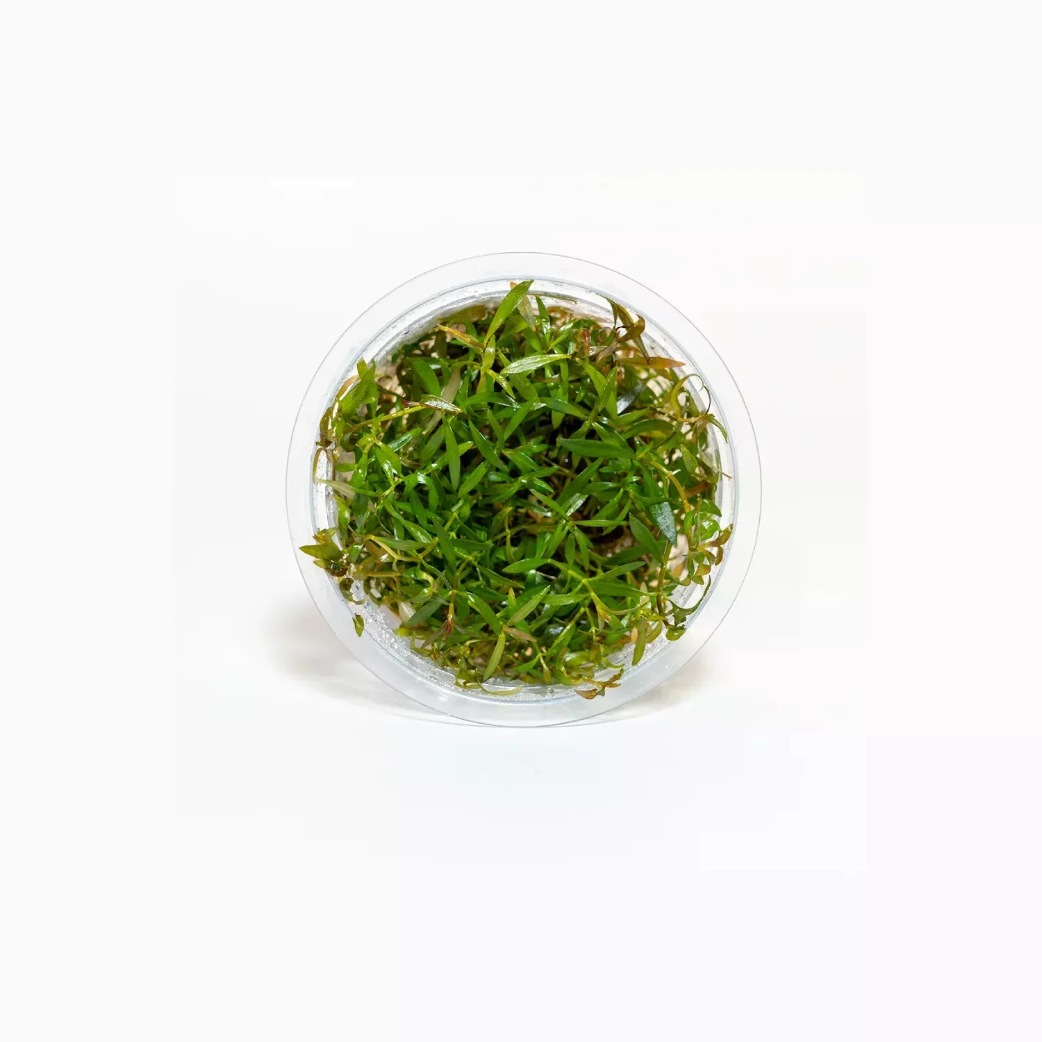 ludwigia-inclinata-crystal-tissue-culture Ludwigia inclinata 'Crystal' - Tissue Culture