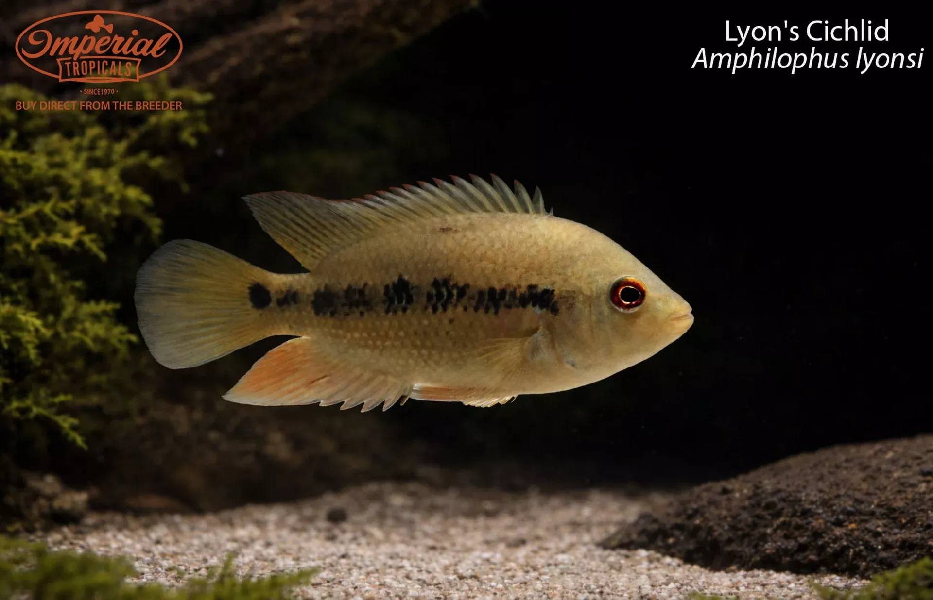lyon-s-cichlid-amphilophus-lyonsi Lyon's Cichlid (Amphilophus lyonsi)