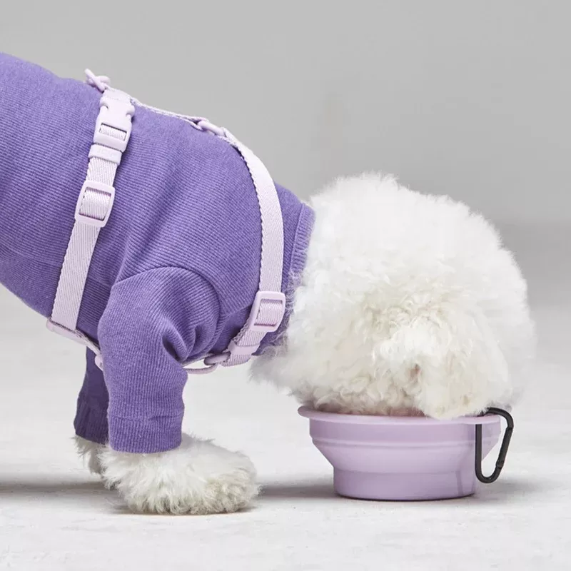 macaron-collapsible-silicone-pet-bowl-in-lavender Macaron Collapsible Silicone Pet Bowl in Lavender