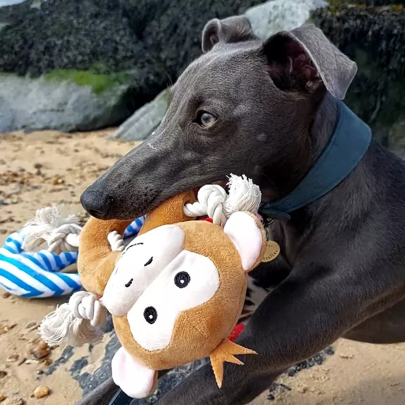 made-from-monkey-ancol-eco-dog-toy Made From Monkey ANCOL Eco Dog Toy