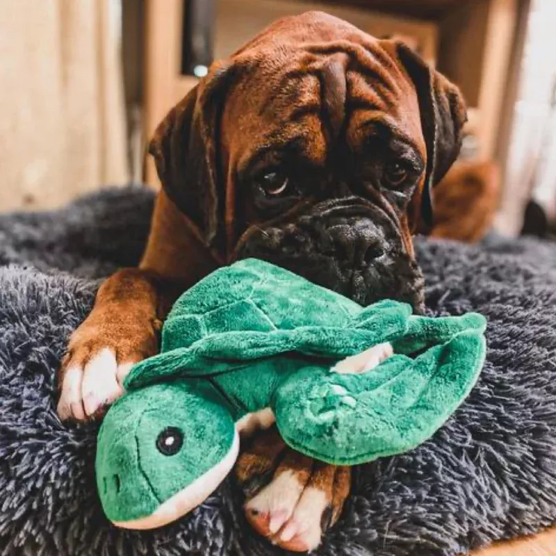 made-from-turtle-ancol-eco-dog-toy Made From Turtle ANCOL Eco Dog Toy