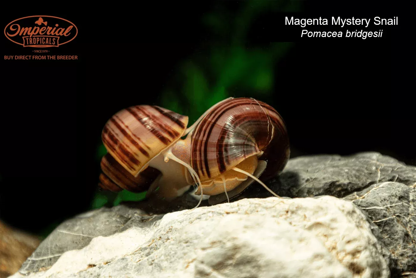 magenta-mystery-snail Magenta Mystery Snail