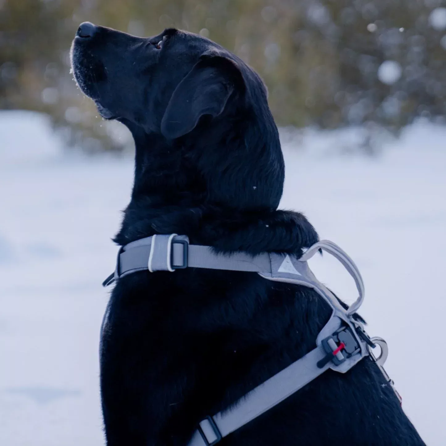 magnetic-dog-harness-with-handle-easy-on-no-pull-design Magnetic Dog Harness with Handle - Easy On, No-Pull Design