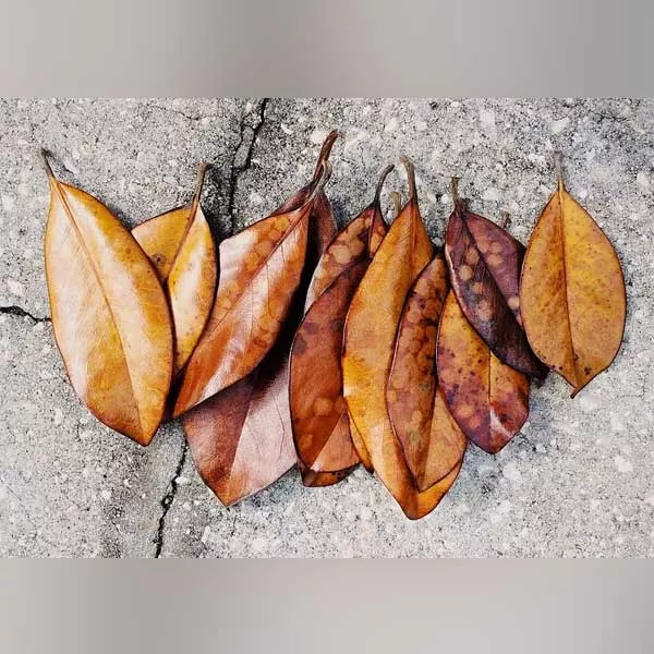 magnolia-leaves Magnolia Leaves