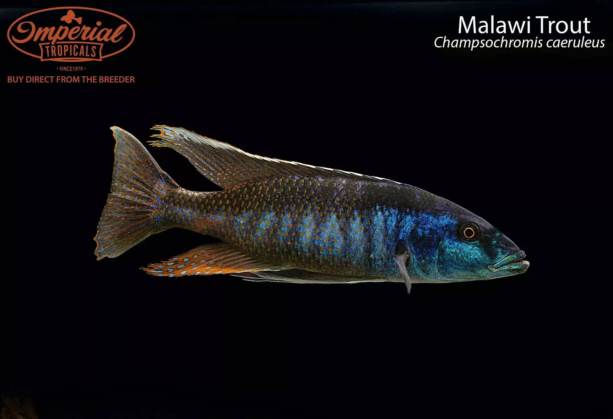 malawi-trout Malawi Trout