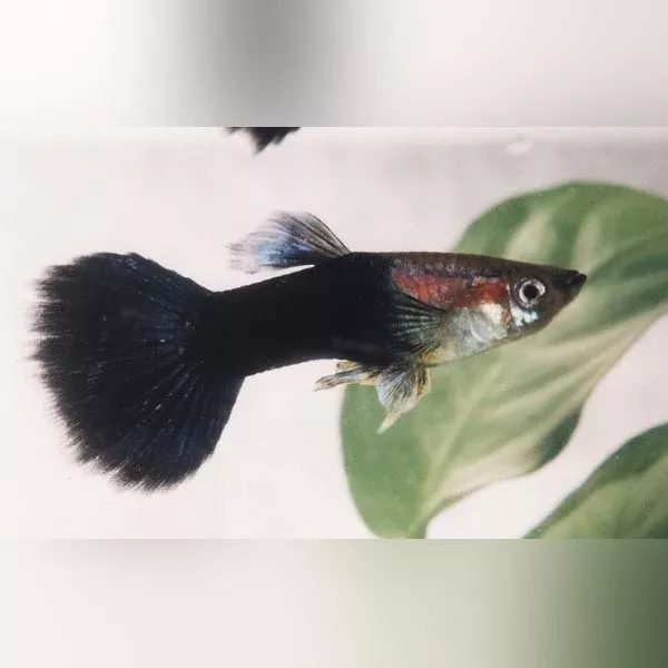 male-black-phantom-guppy Male Black Phantom Guppy