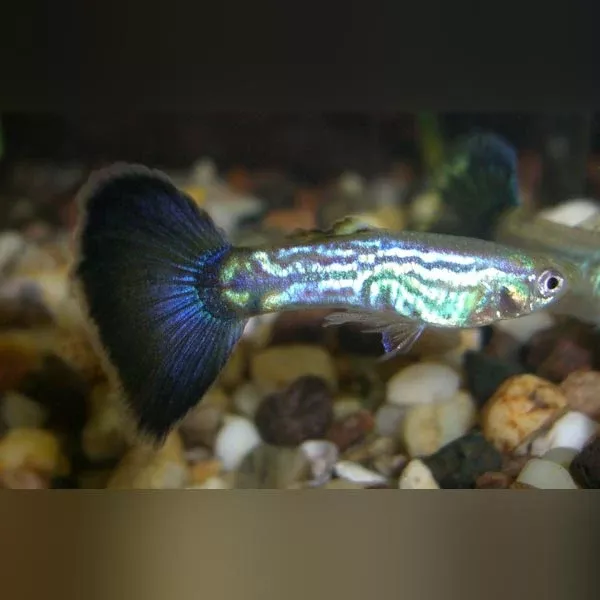 male-blue-cobra-guppy Male Blue Cobra Guppy