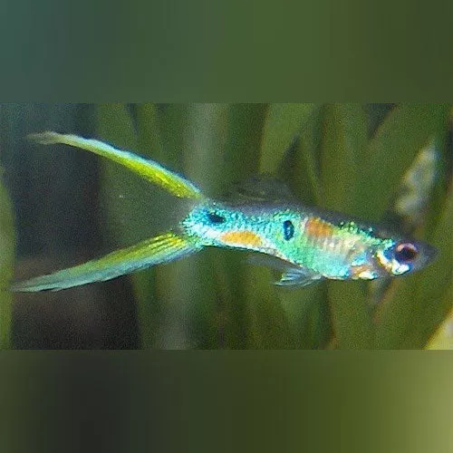 male-green-lyretail-guppy Male Green Lyretail Guppy
