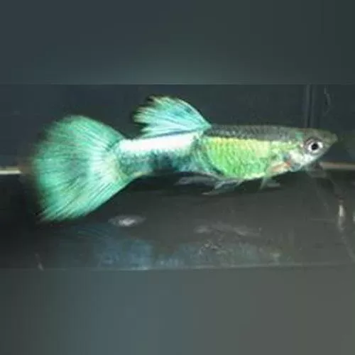 male-purple-haze-guppy Male Purple Haze Guppy