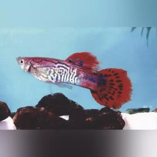 male-red-cobra-guppy Male Red Cobra Guppy