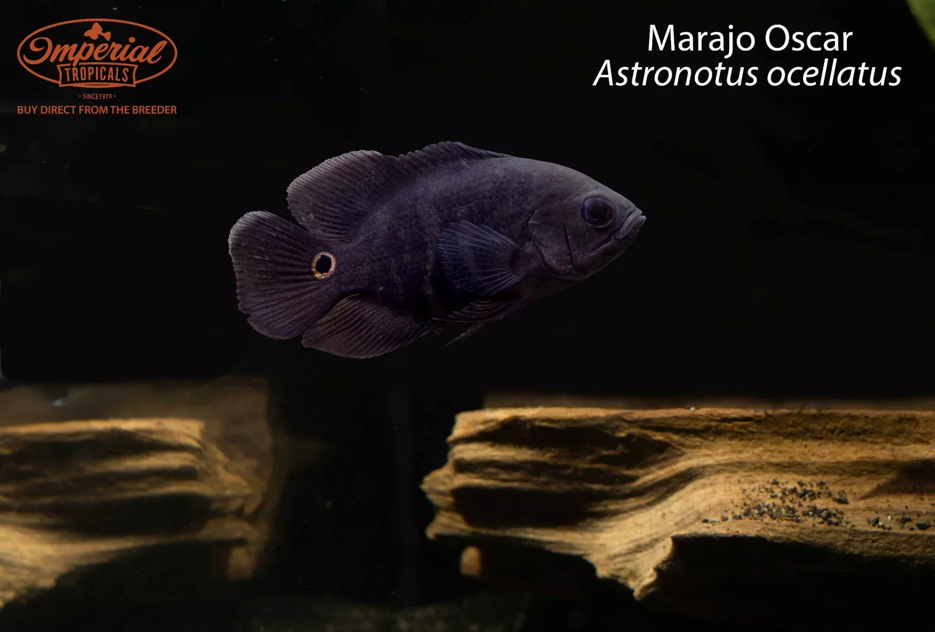 marajo-oscar-astronotus-ocellatus Marajo Oscar (Astronotus ocellatus)