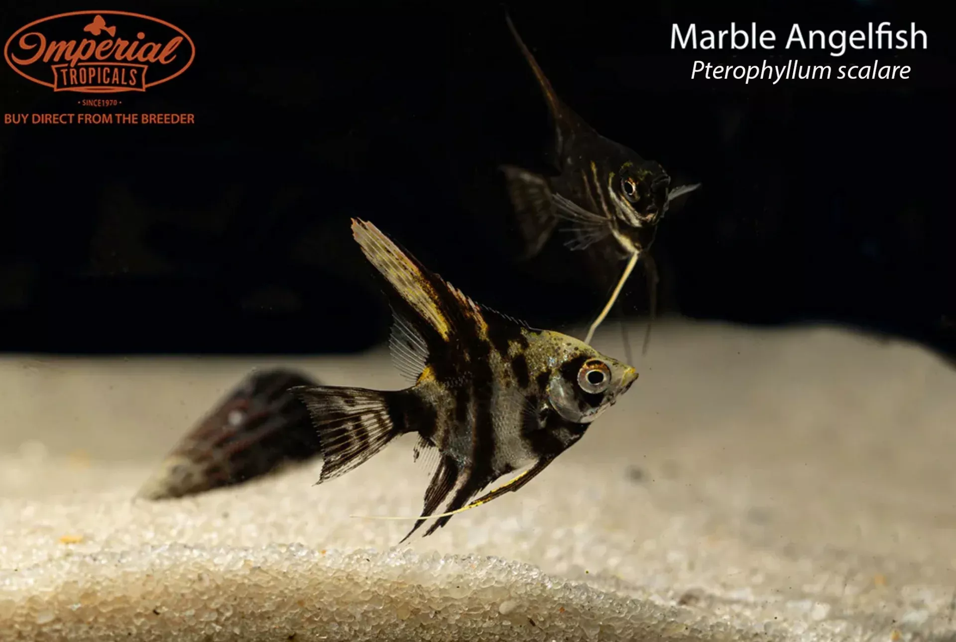 marble-angelfish Marble Angelfish