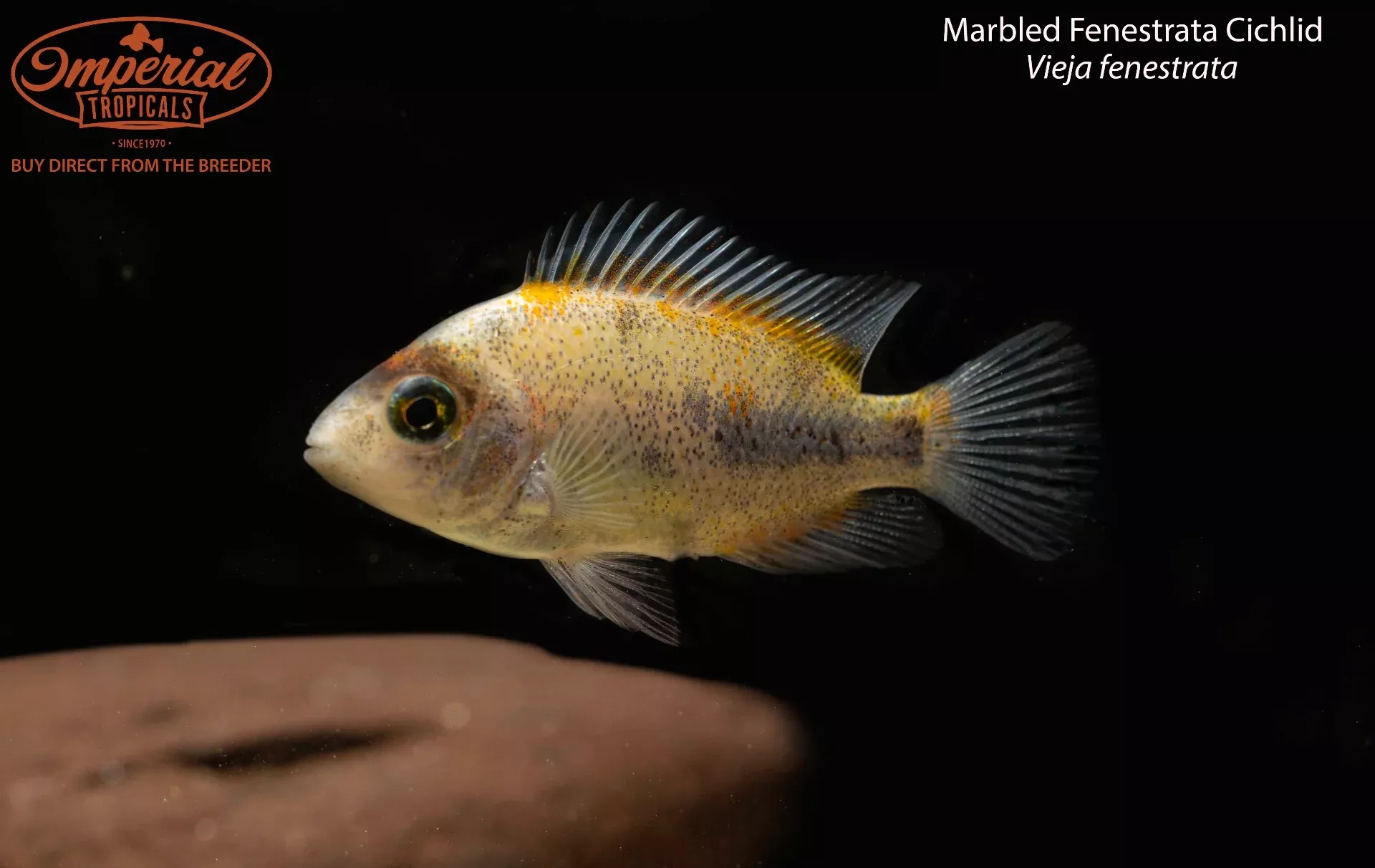marbled-fenestrata-cichlid Marbled Fenestrata Cichlid