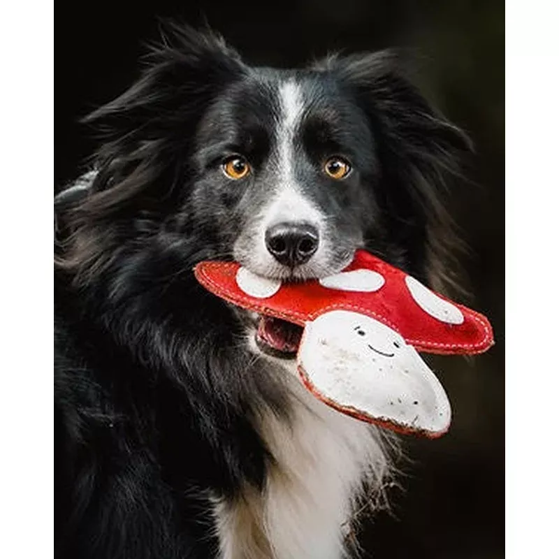 marie-mushroom-aurora-paws-eco-dog-toy Marie the Mushroom Aurora Paws Eco Dog Toy