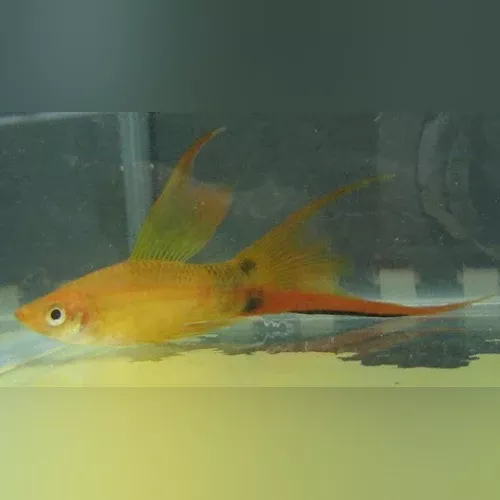 marigold-hi-fin-lyre-swordtail Marigold Hi Fin Lyre Swordtail