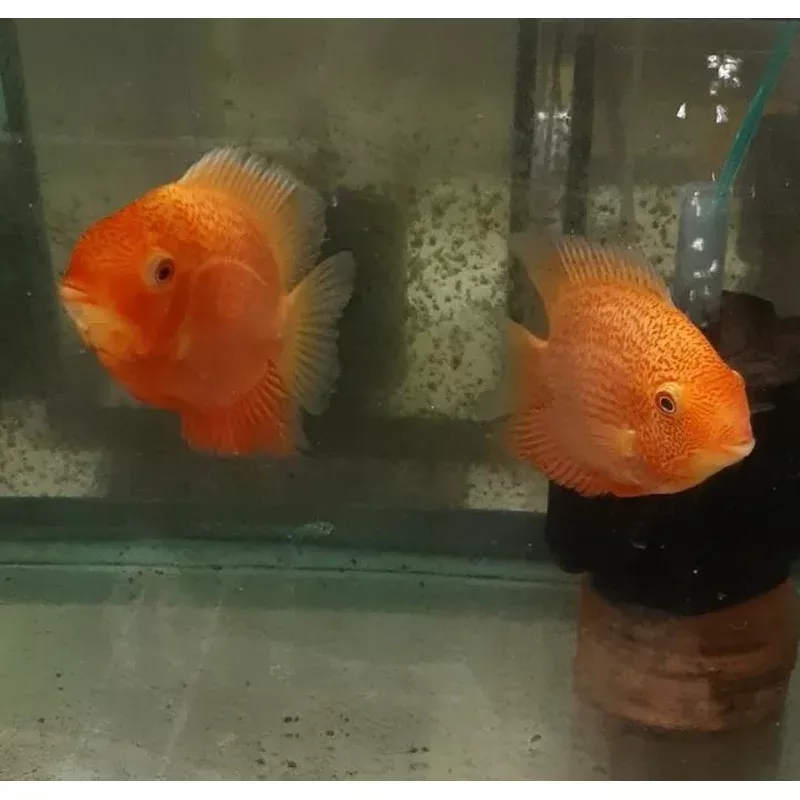 MARVELOUS RED SPOTTED GOLD SEVERUM 1.5 INCH HEAD TO TAIL