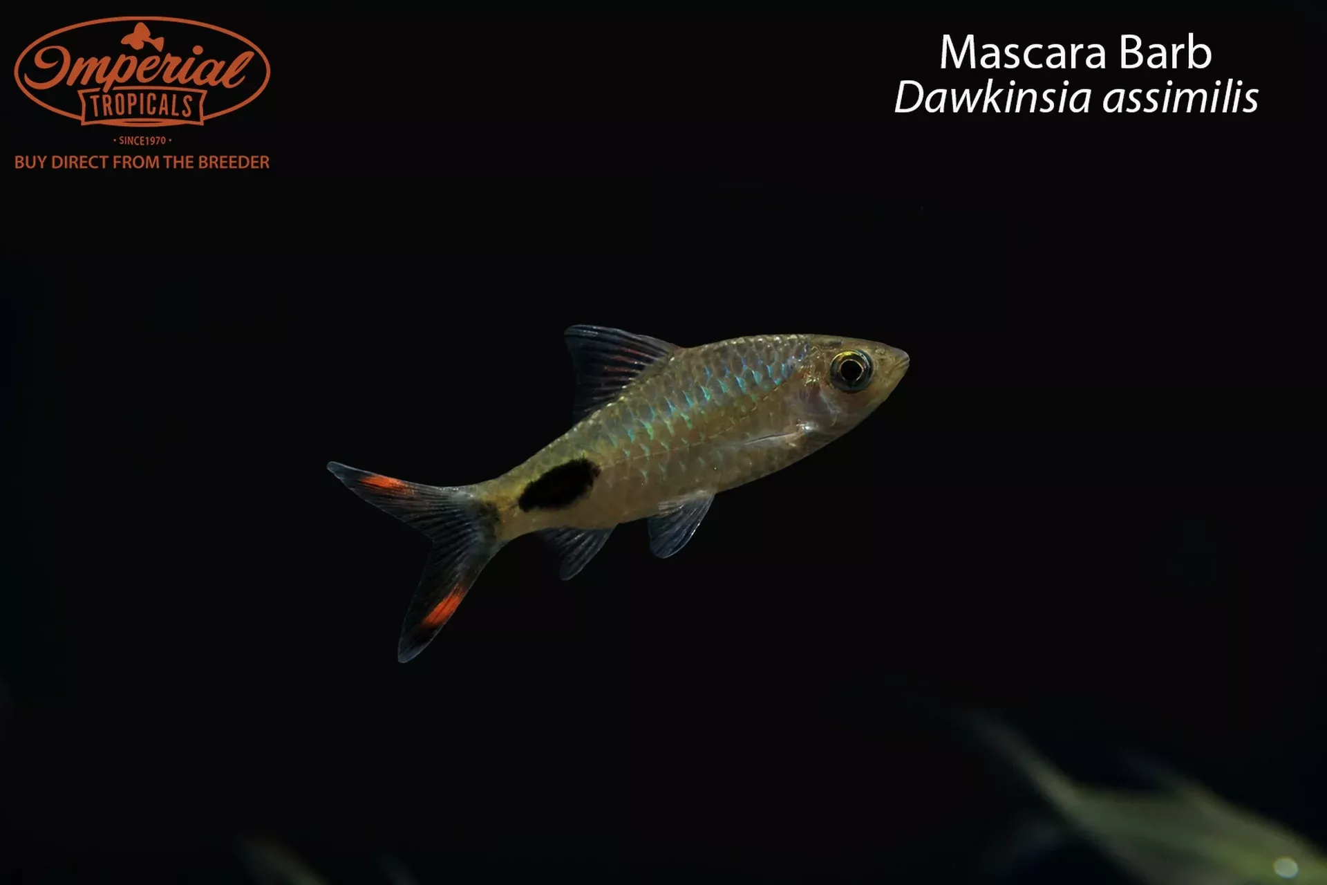 Mascara Barb (Dawkinsia assimilis)