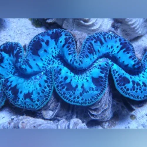 maxima-ultra-clam Maxima Ultra Clam