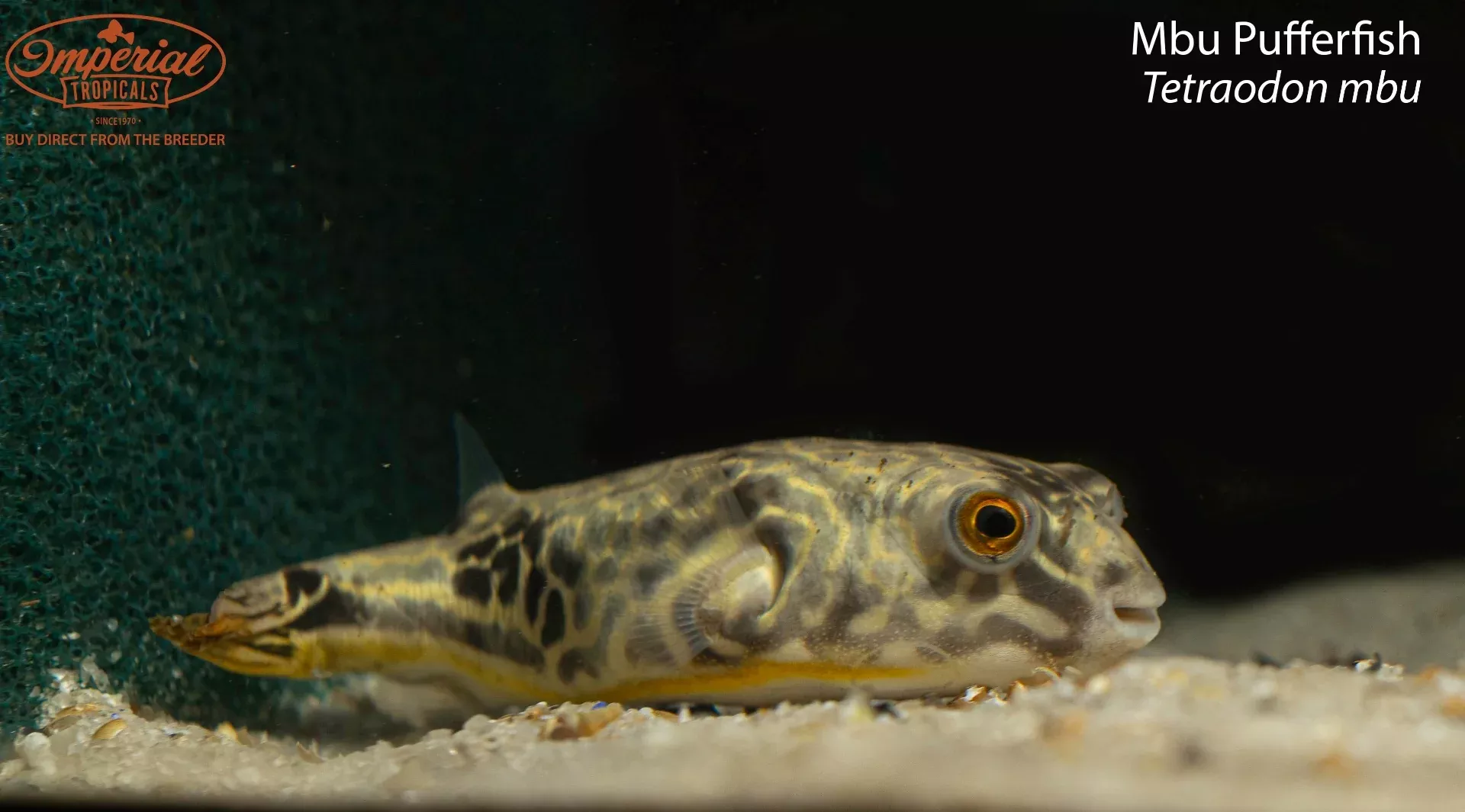 Mbu Pufferfish (Tetraodon mbu)