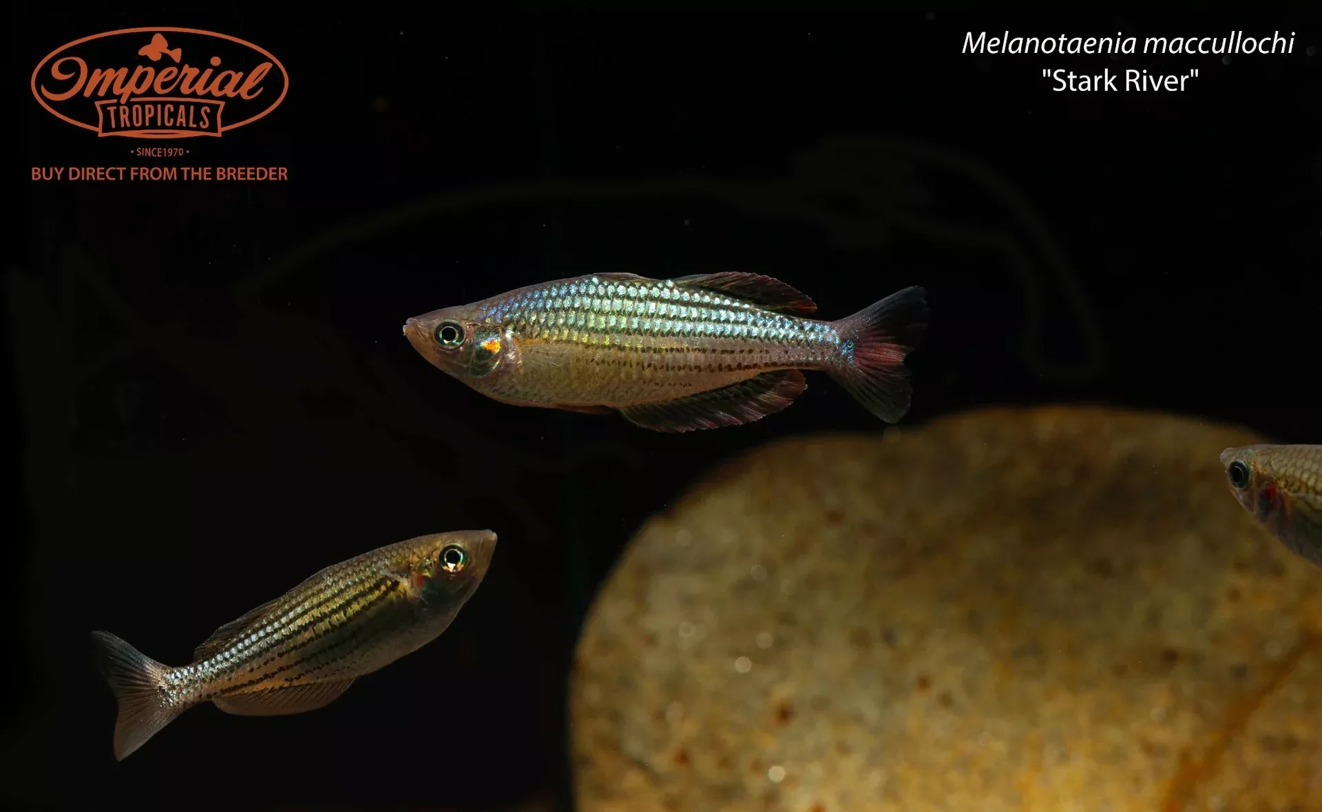 melanotaenia-maccullochi-stark-river Melanotaenia maccullochi "Stark River"