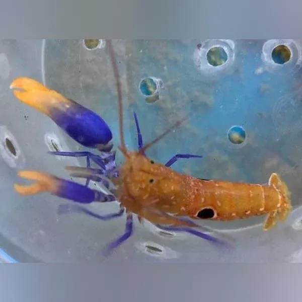michael-pistol-shrimp Michael Pistol Shrimp