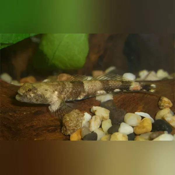 Micro Dragon Goby