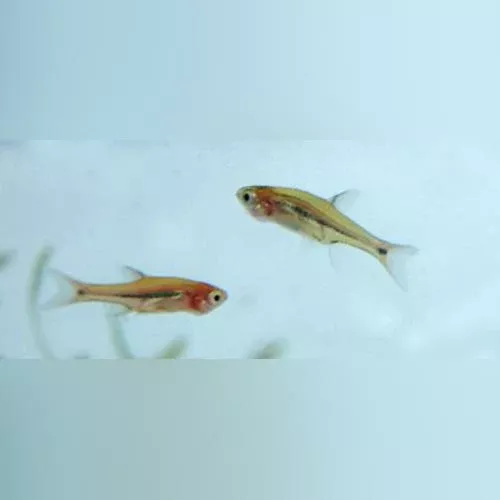 micro-euro-rasbora Micro Euro Rasbora