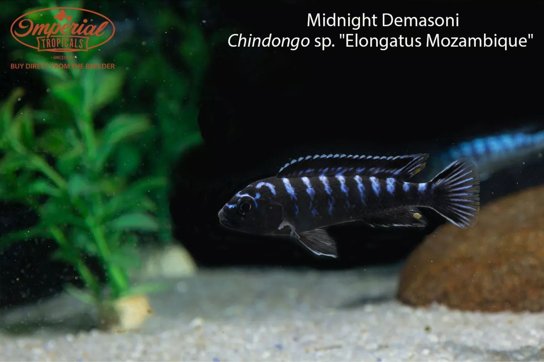 midnight-demasoni-chindongo-sp-elongatus-mozambique Midnight Demasoni (Chindongo sp. "Elongatus Mozambique")