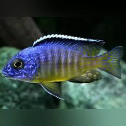 midnight-peacock-cichlid Midnight Peacock Cichlid