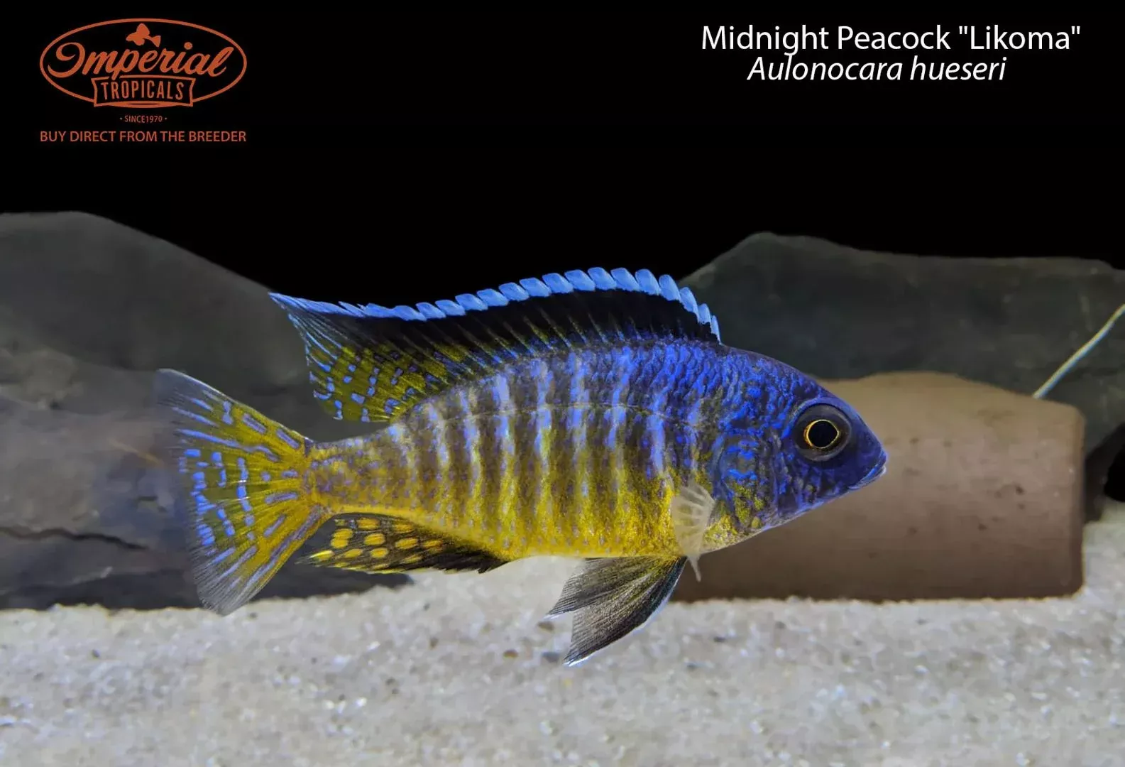 midnight-peacock-likoma Midnight Peacock "Likoma"