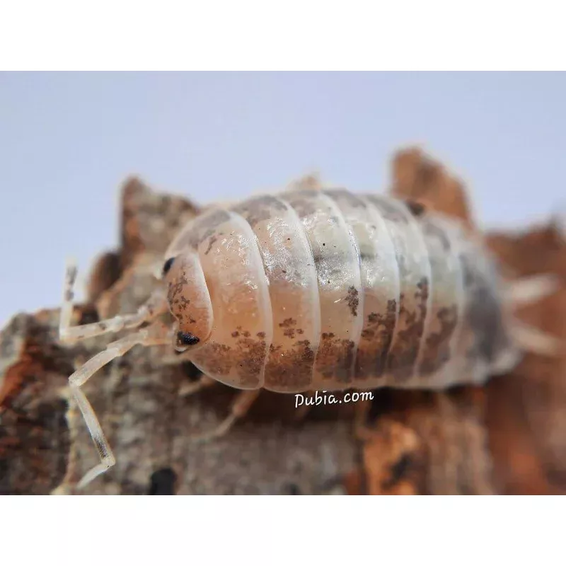 milkback-isopods-porcellio-laevis “Milkback” Isopods (Porcellio laevis)