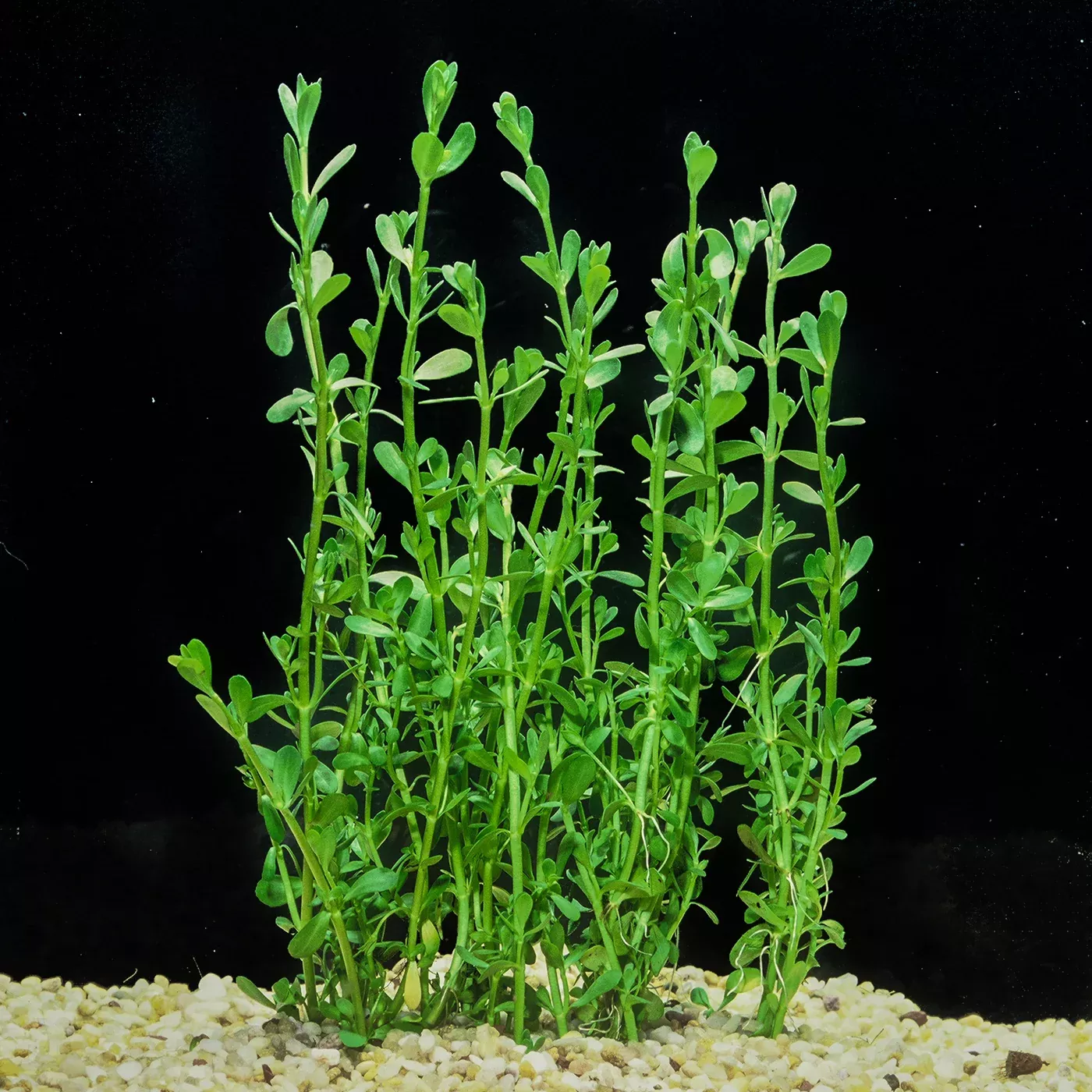 moneywort-aquarium-plant Moneywort aquarium plant
