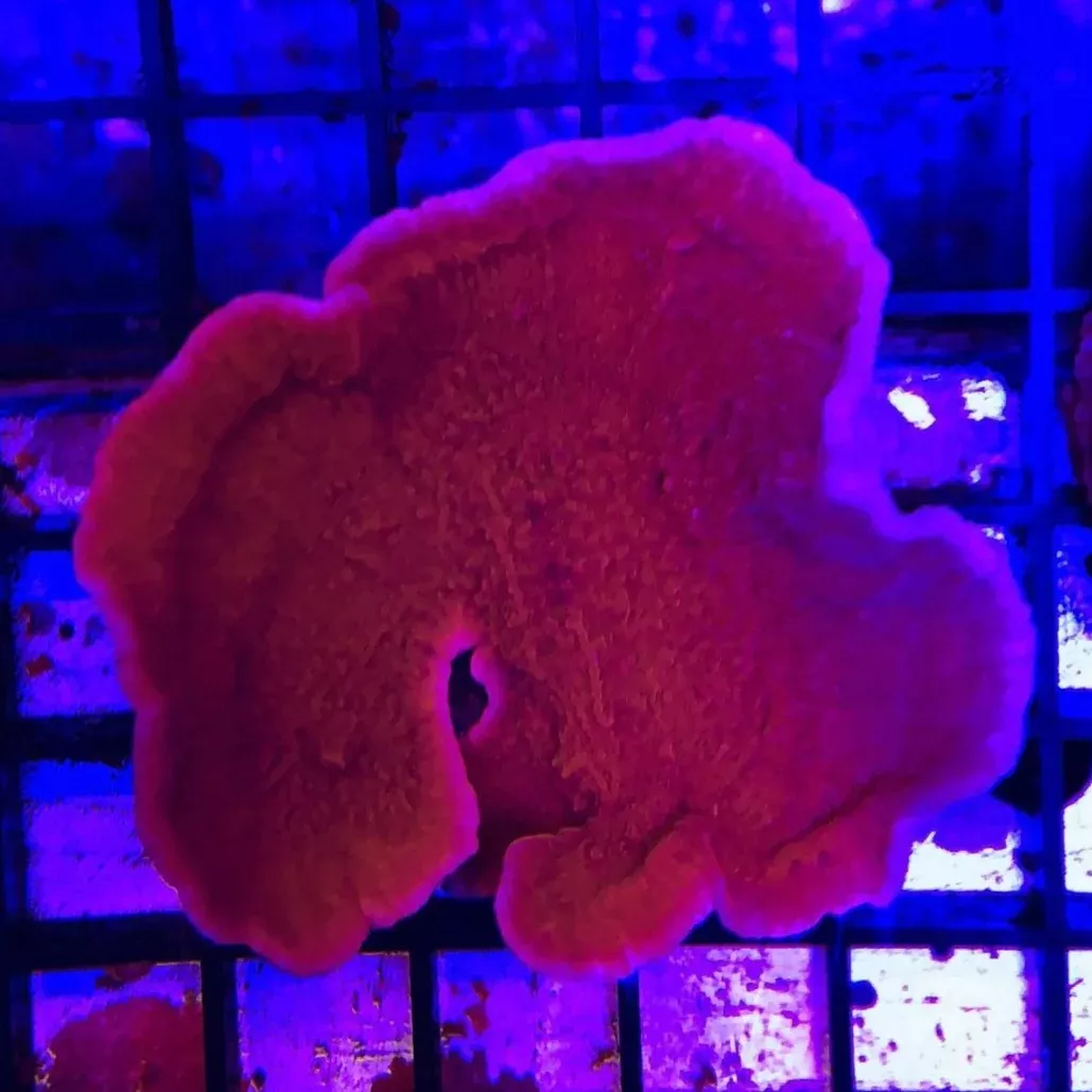 montipora-cup-orange Montipora Cup Orange