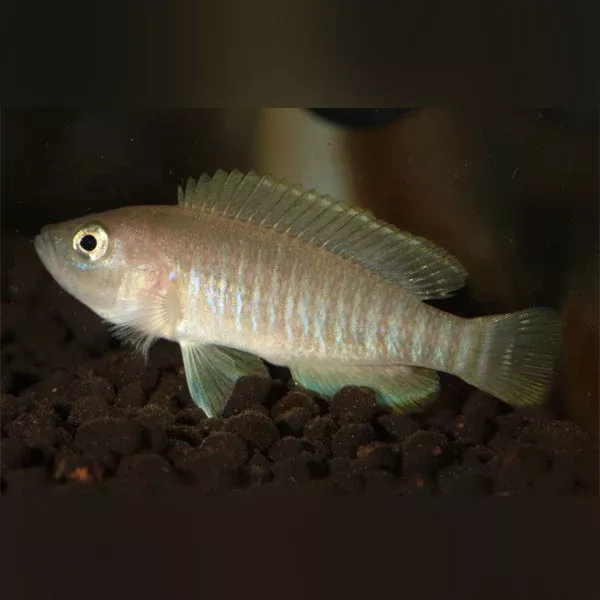 multifasciatus-shell-dweller Multifasciatus Shell Dweller