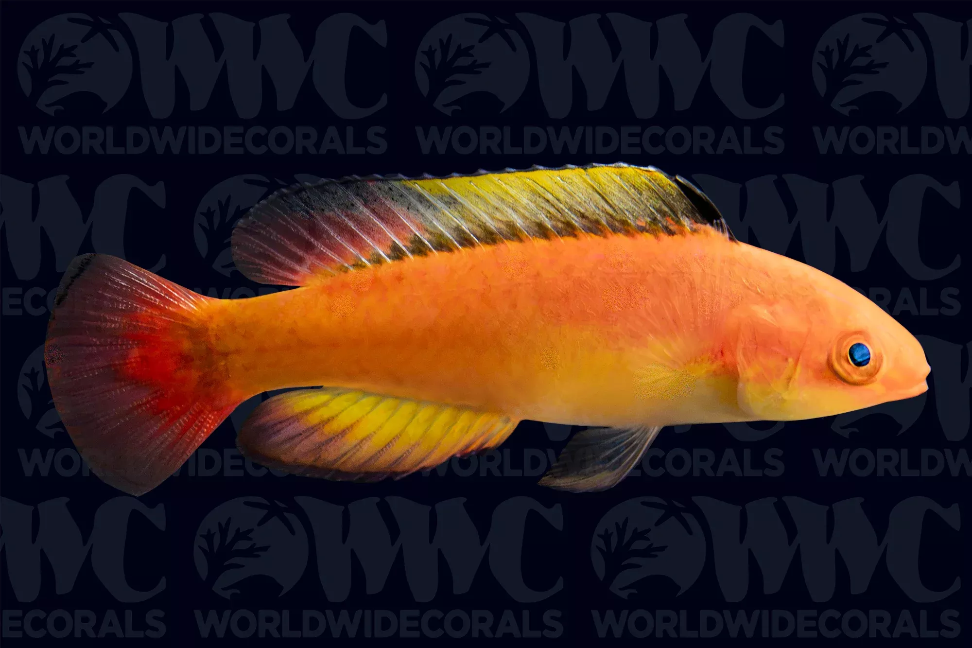 nahacky-s-fairy-wrasse-fiji Nahacky's Fairy Wrasse - Fiji