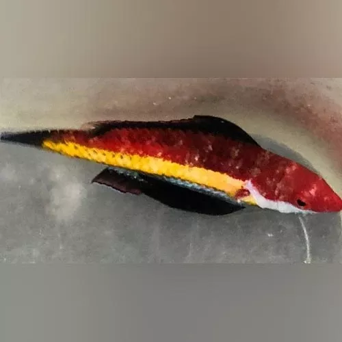 naoko-s-fairy-wrasse Naoko's Fairy Wrasse