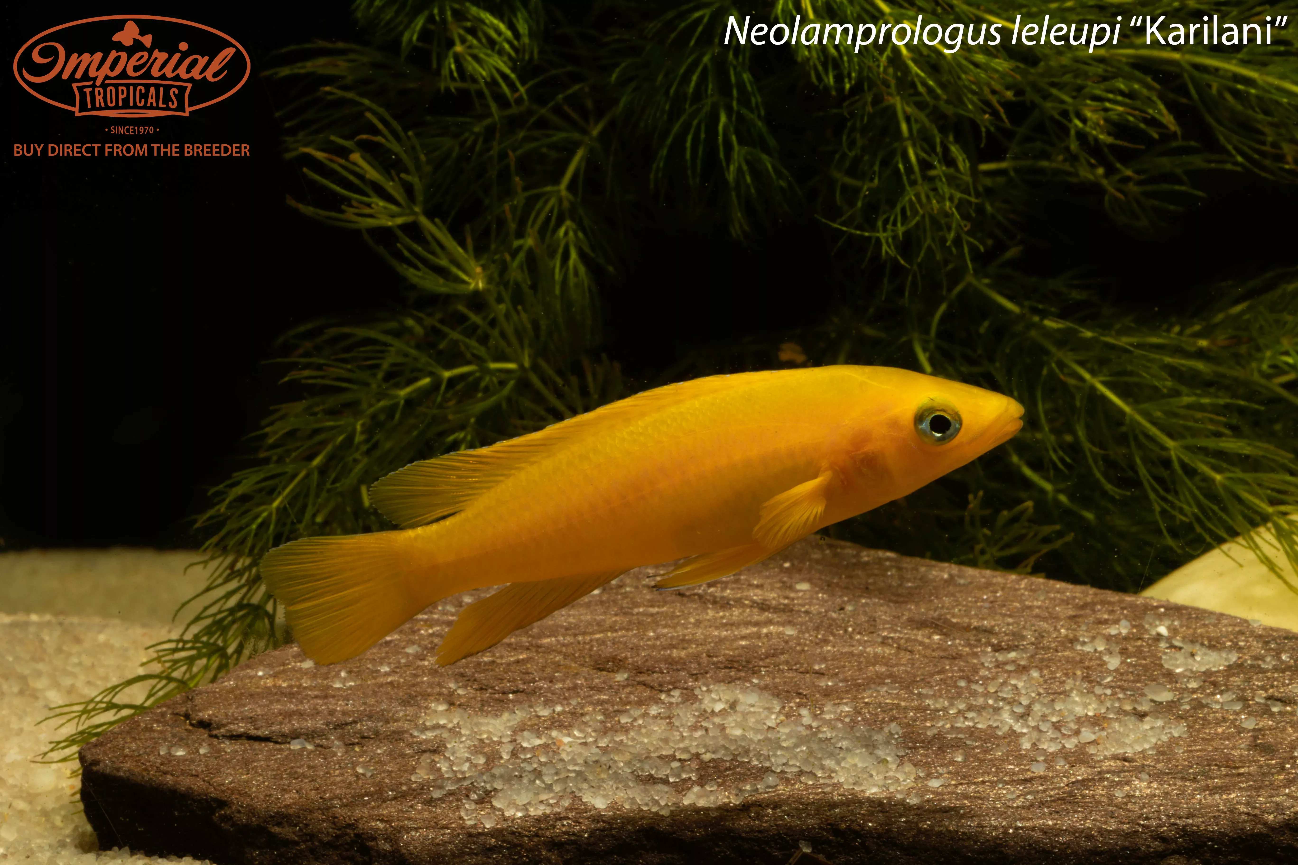 neolamprologus-leleupi-karilani Neolamprologus leleupi "Karilani"