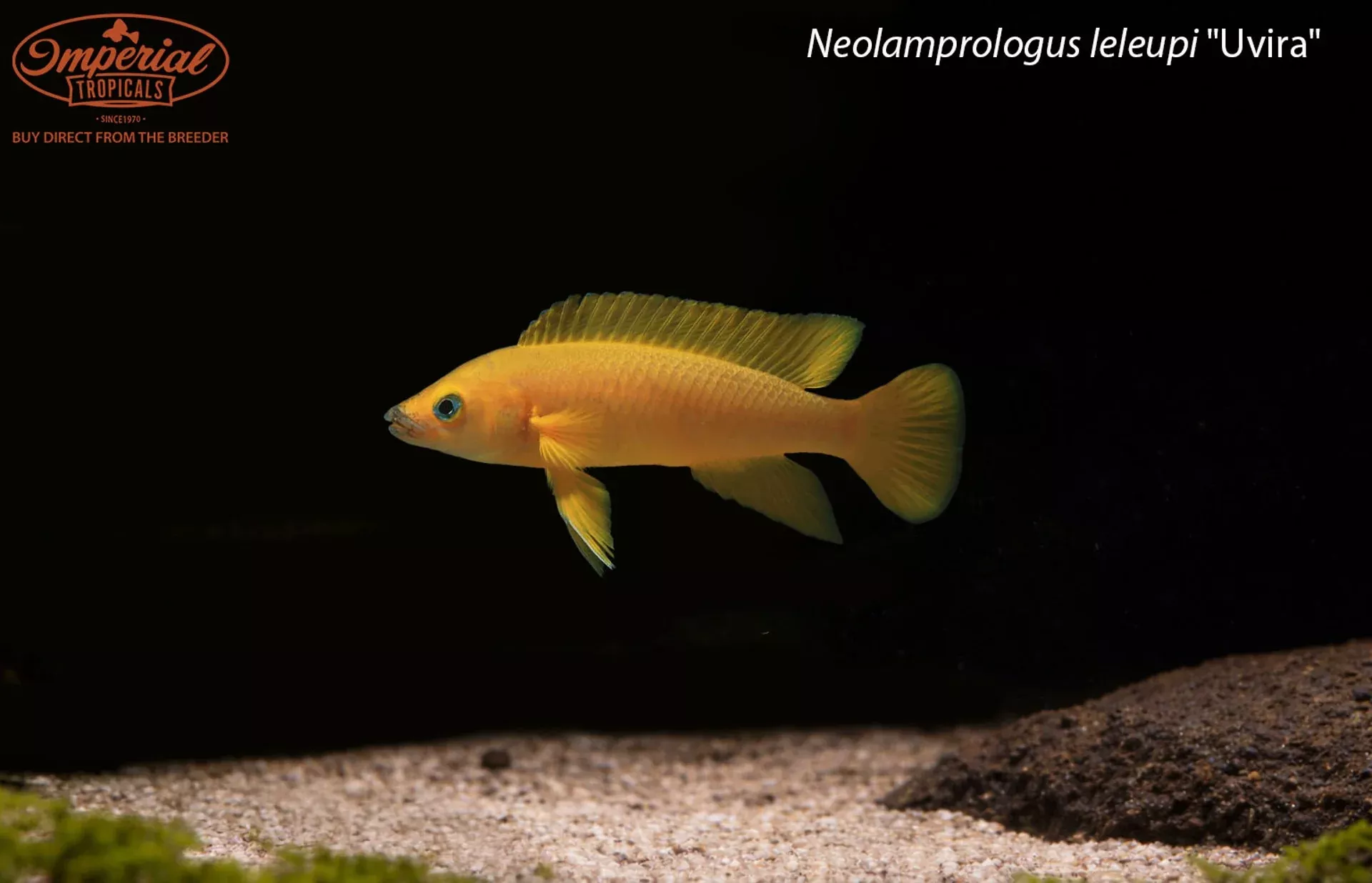 neolamprologus-leleupi-uvira Neolamprologus leleupi "Uvira"