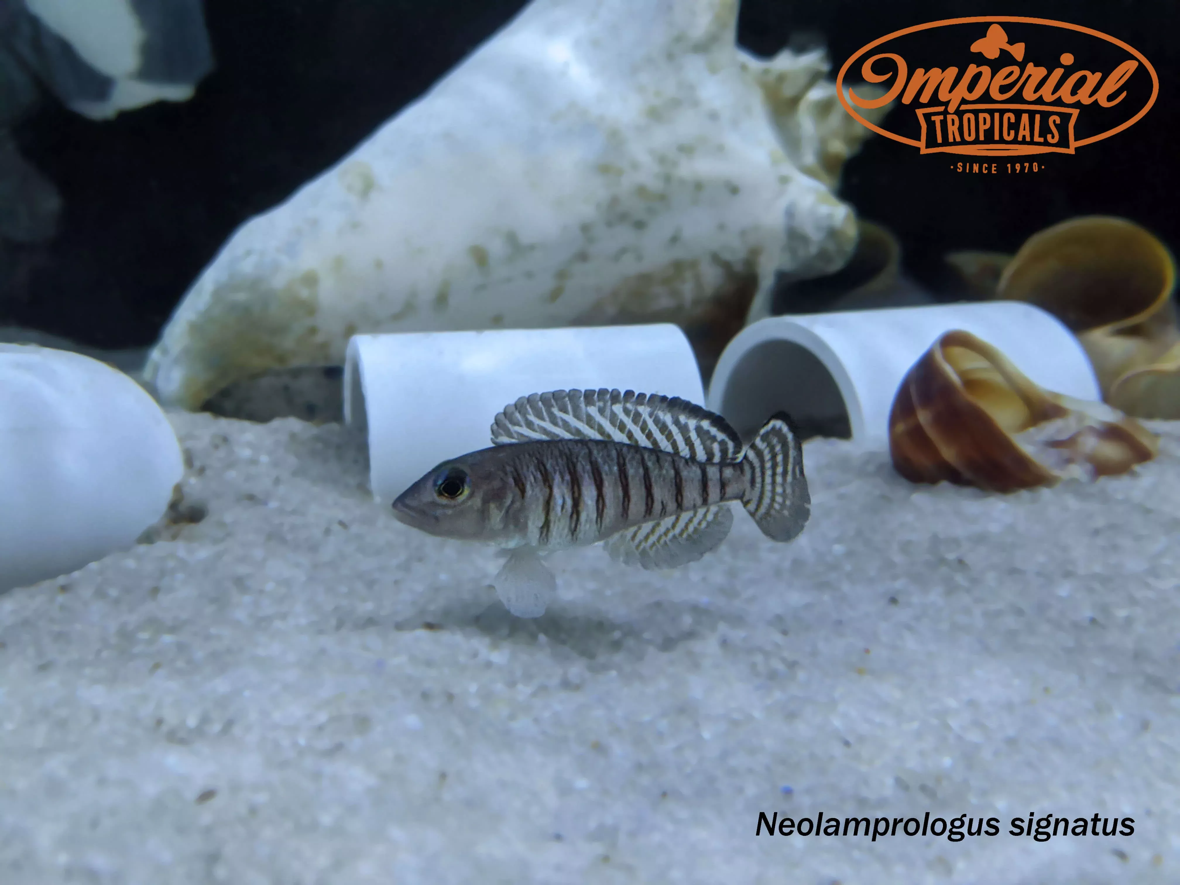 neolamprologus-signatus Neolamprologus signatus