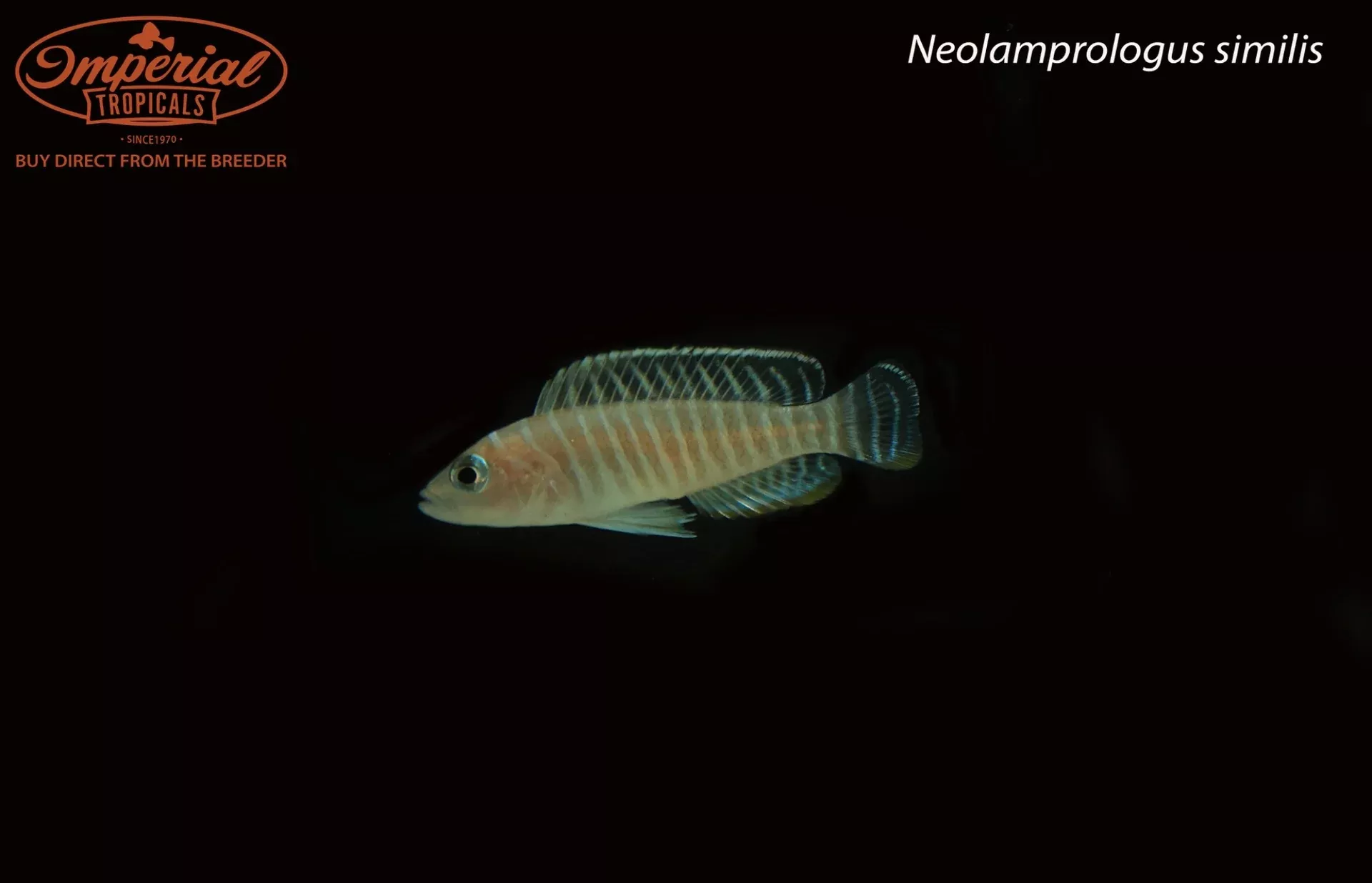 neolamprologus-similis Neolamprologus similis