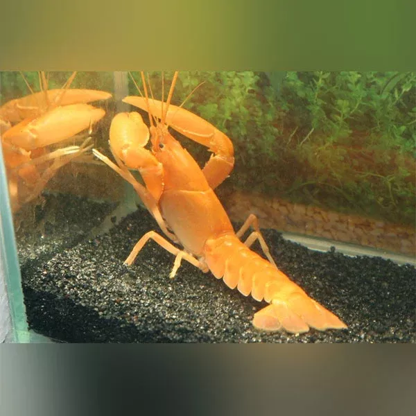 neon-orange-lobster Neon Orange Lobster