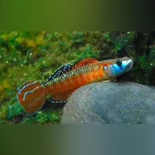 neon-red-stiphodon-goby Neon Red Stiphodon Goby